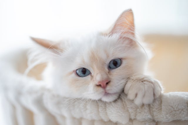 Een kat die met zijn hoofd over de rand van een kattenmand ligt